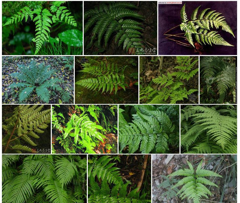 黑足鳞毛蕨Dryopteris-fuscipes图片