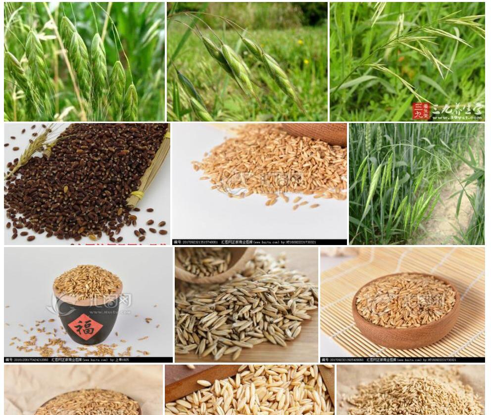 黑麦状雀麦Bromus-secalinus图片