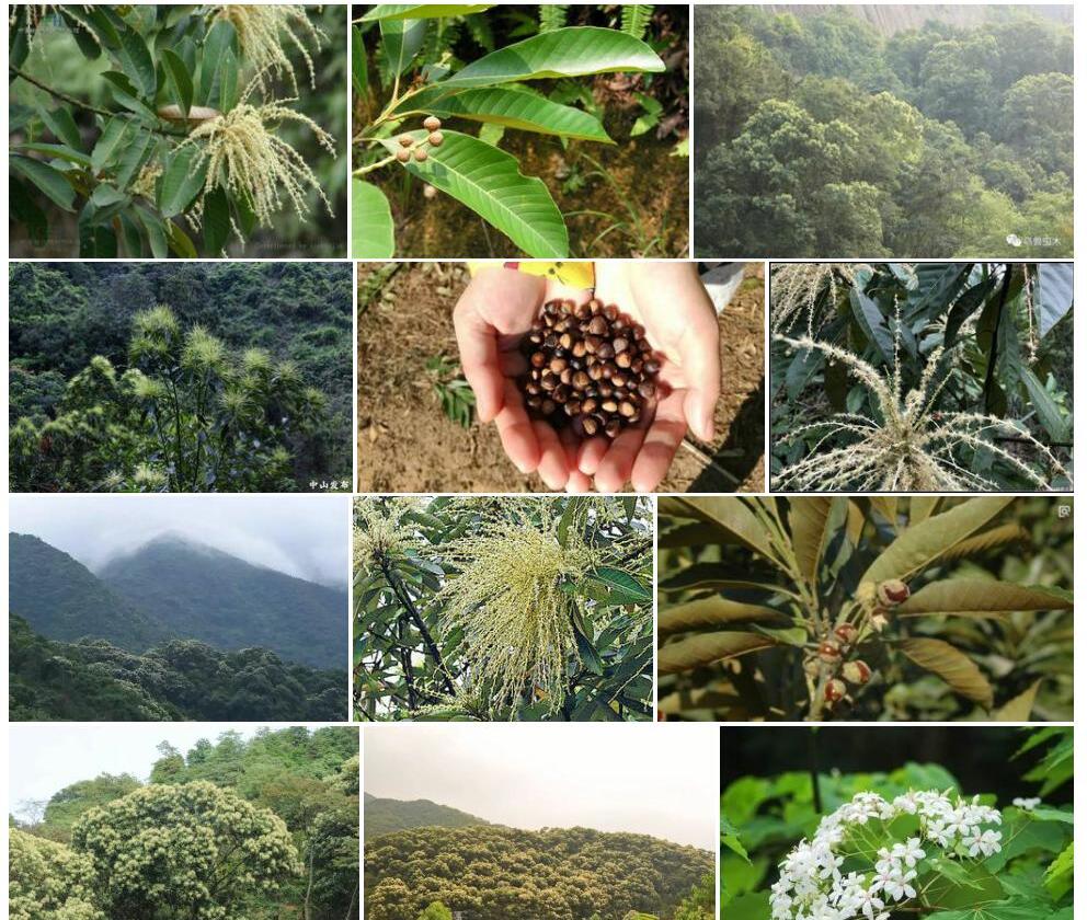 黧蒴锥Castanopsis-fissa图片