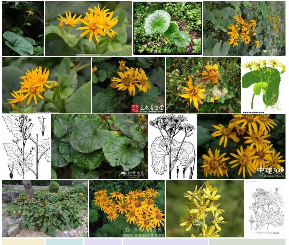 齿叶橐吾Ligularia-dentata图片