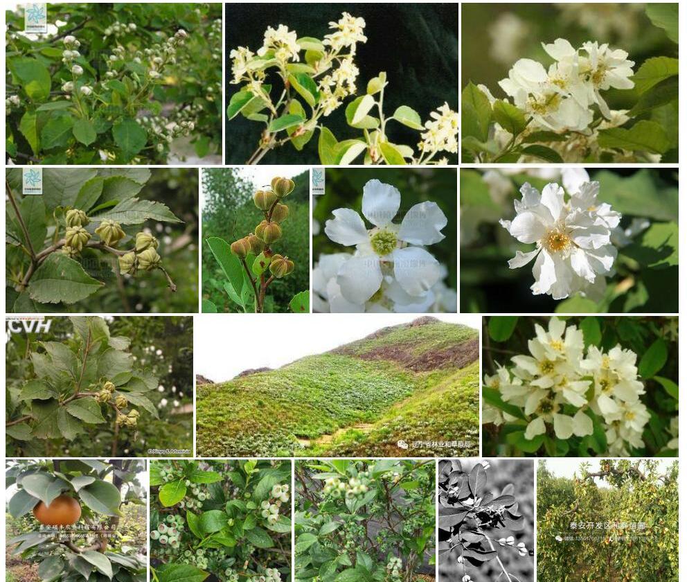 齿叶白鹃梅Exochorda-serratifolia图片