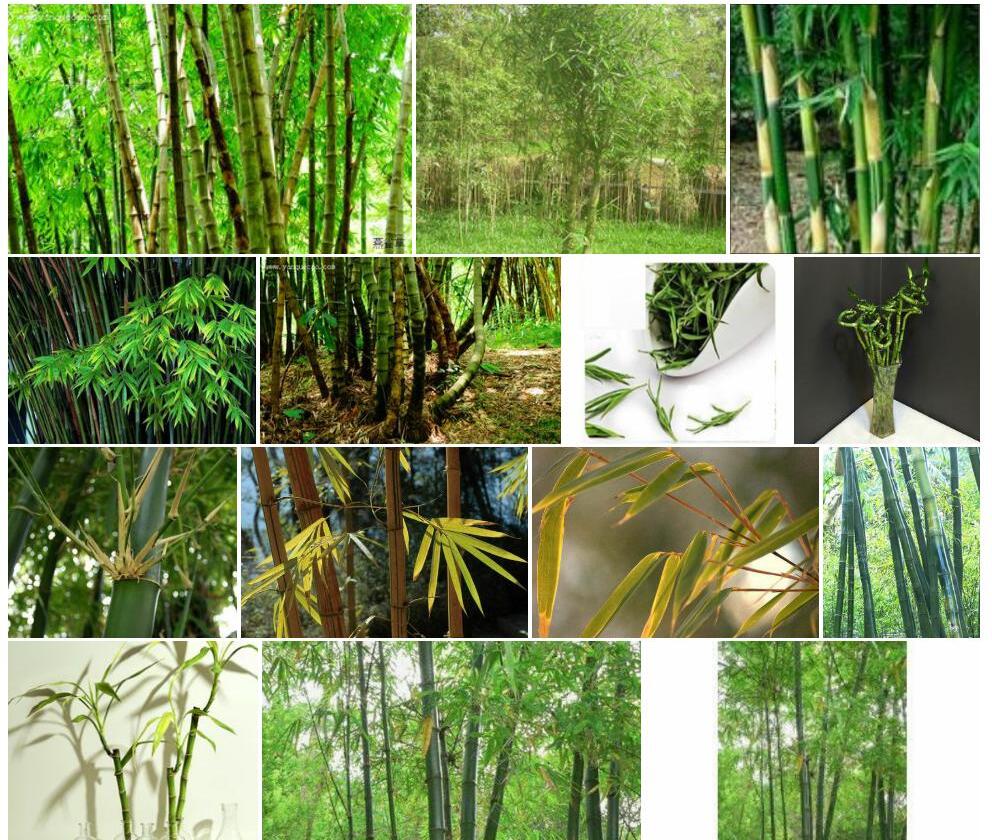 龙头竹Bambusa-vulgaris图片