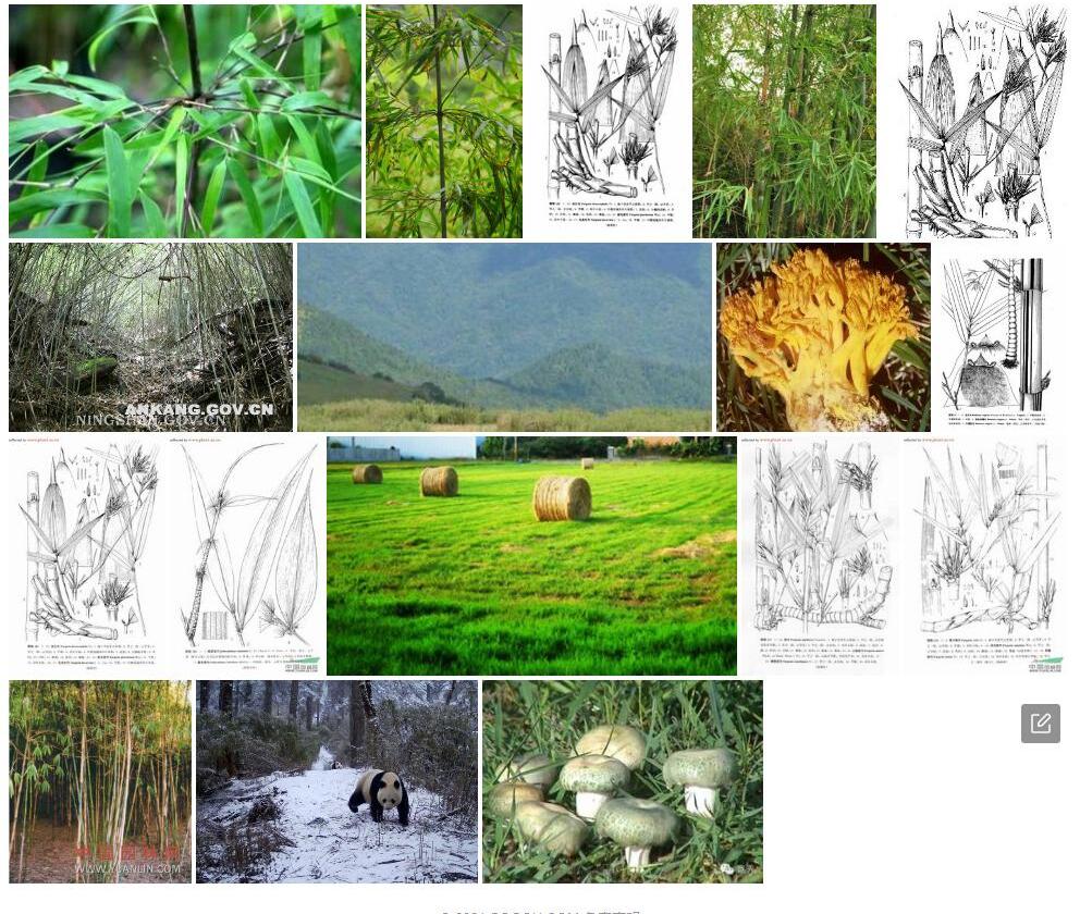 龙头箭竹Fargesia-dracocephala图片