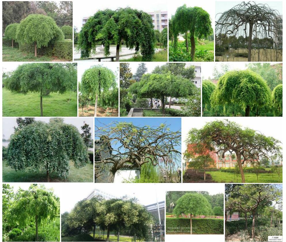 龙爪槐Sophora-japonica-f.-pendula图片